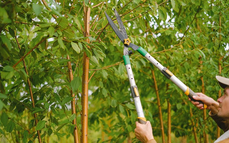 Tree trimming in Carol Stream, IL